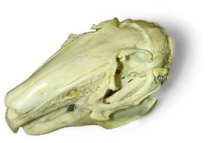 Hare kranie ( Lepus europaeus )-8237