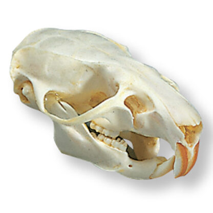 Hare skull (Lepus europaeus)