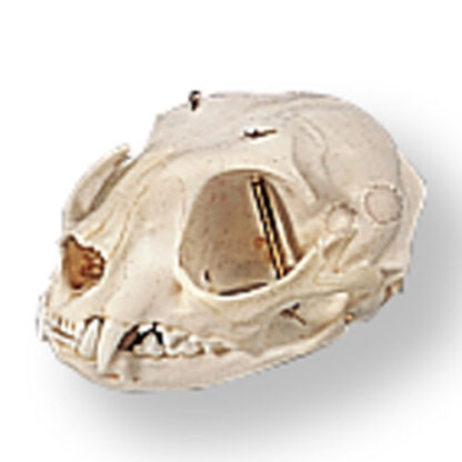 Cat Skull (Felis catus)