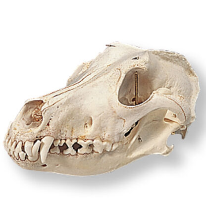Dog Skull (Canis domesticus)