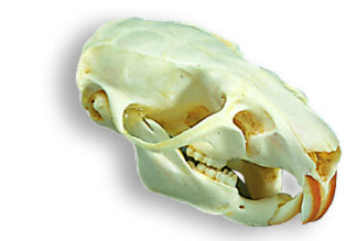 Rotte kranie ( Rattus Rattus )-0