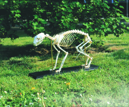 Kat skelet (Felis catus)-8249
