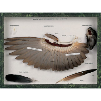 Wing and feathers of a dove(Columba palumbus)