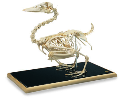 Gråand skelet ( Anas platyrhynchos )-8260