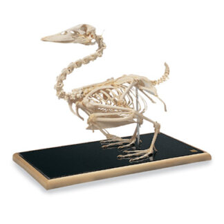 Duck skeleton (Anasplatyrhynchos)