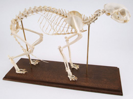 Cat Skeleton (Felis catus)