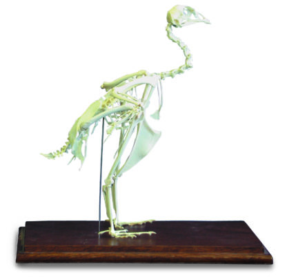 Fasan skelet ( Phasianus colchicus ) -0