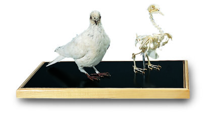 Due skelet og udstoppet due ( Columba palumbus )-8274
