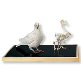Dove skeleton and Stuffed dove(Columba palumbus)