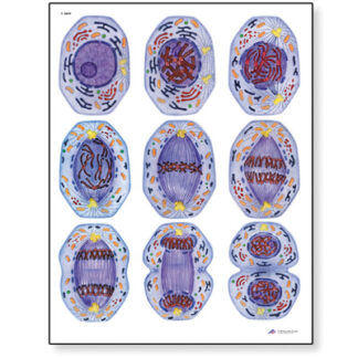 Celledeling I Kort umonteret, Mitose-0