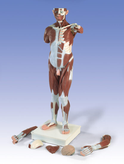 Fuld størrelse Mand, Muskuløs figur, 37-dele-8063