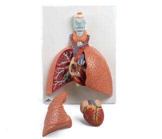 Lungemodel med strubehoved, 5 dele-0