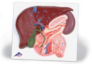 Leveren med galdeblære, pankreas og duodenum-0