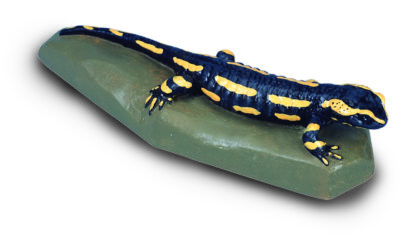 Ild Salamander (Salamandra Salamandra)-8119
