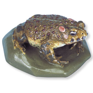 Natterjack Toad (Bufocalamita)