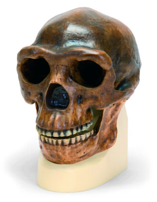 Antropologisk Kranie Model - Sinanthropus-0