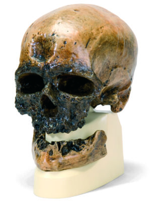 Antropologisk Kranie Model - Cro-Magnon-0