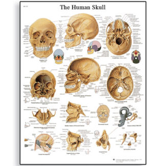 Anatomiske kort
