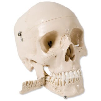 Skull with teeth forextraction, 4-part