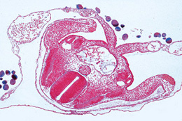 Chicken Embryology (Gallusdomesticus) - German