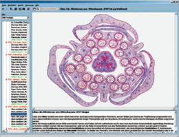 CD with micro images f. schoolseries A, approx. 440 images
