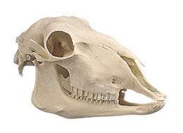 Sheep Skull (Ovis aries)