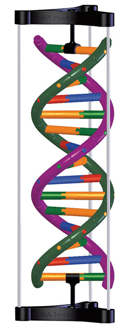 DNA Double HelixStructure Model