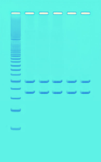 Mitokondrie-DNA-analyse anvendelse af PCR-9937